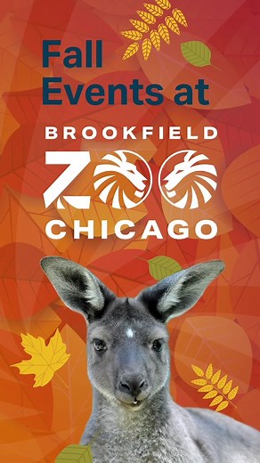 16K views · 154 reactions | Fall into fun at Brookfield Zoo Chicago!...