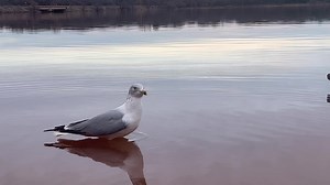 Ring-billed gull release: Part 1 Yesterday, ring-billed gull #24-64 was released back to Lake Thunderbird State Park in Cleveland County. In this video, you can see the gull leave the crate. This gull was rescued by an extremely caring individual when it was frozen in the lake back in mid-January and brought to WildCareOklahoma for help. An incredible rescue! Ring-billed gulls overwinter in Oklahoma and throughout the southern U.S. and Mexico. In the spring, this bird will migrate to the norther
