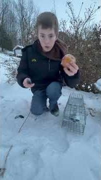 How to set a box/cage trap for rabbits!