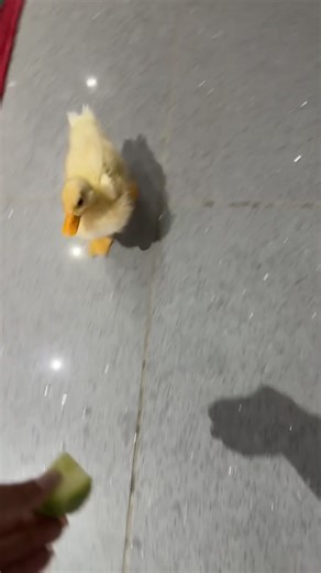 The Duck Song Gone Wrong: Hilarious Duck Antics