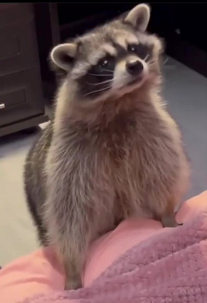 Funny Raccoon Video Compilation | Daily Dose of Goofy Raccoons