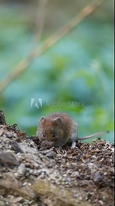 Vertical footage of a pair of bank voles running on the woods ground before one of them stop to eat