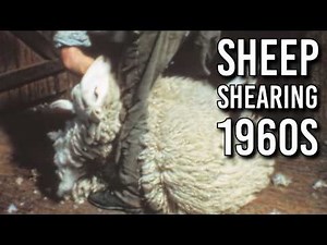 Sheep Shearing & Outback Life in Australia 1960s | Rare Footage