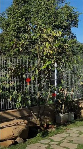 #bảo_lộc #travel #gardenfarmlife #nature #home #shortvideo #tamtrang #agriculture #tinyhouse