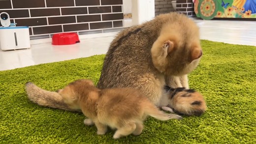 16K views · 867 reactions | Mom cat voice on Reels | Facebook