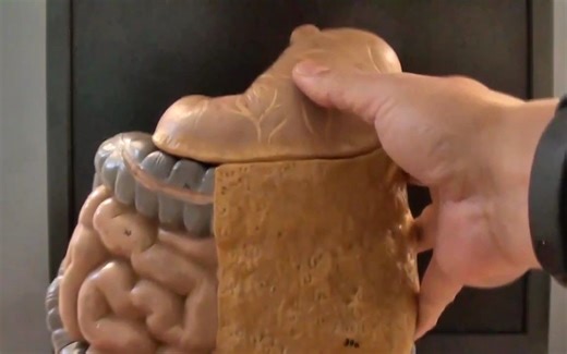 Nutrition in Humans (Part 2) _Digestion in Stomach & Duodenum