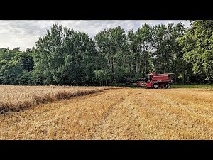 Une moisson 2024 qui commence, les orges