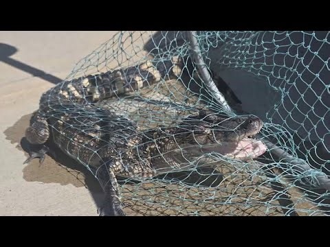 Man fishes 4-foot alligator out of the Washington Channel in D.C.