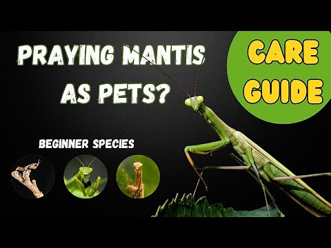 Praying Mantis as Pets? Watch This Video Before You Get One.