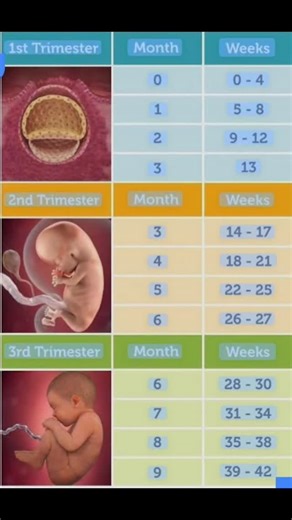 female health problems on Instagram: "Pregnancy week to month"