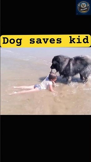Caucasian Shepherd's Incredible Kid Rescue Caught on Camera! | Next2Wild