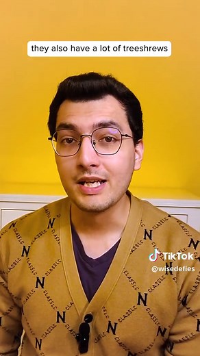 Treeshrews: The Misunderstood Squirrel Lookalikes of Malaysia