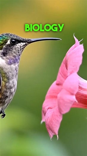 How Birds Sense Earth’s Magnetic Field 🧭