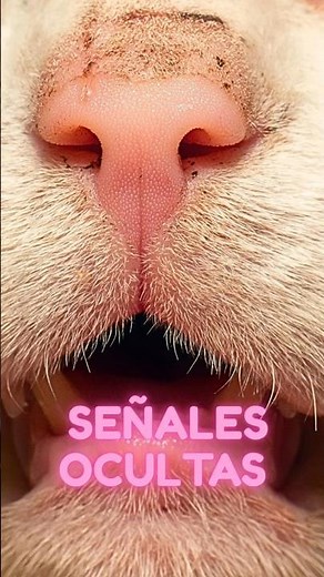 Por qué tu GATO esconde el DOLOR (y cómo detectarlo para salvarle la vida) #shorts #gatos #mascotas