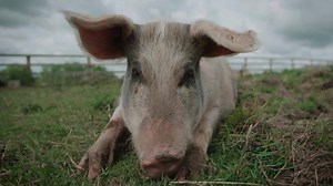 36K views · 441 reactions | During World Vegan month think about the choices we make and the lives we exploit. They are not ours to use. Go Vegan. | Go Vegan World | Facebook