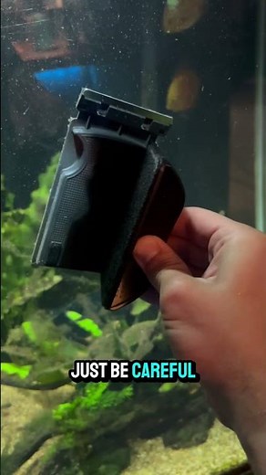 Cleaning Aquarium Algae the Easy Way!
