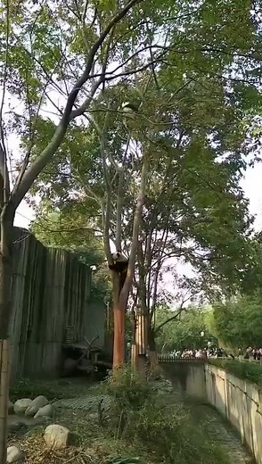 Panda Baby's Fall: Do Pandas Get Hurt from High Places?