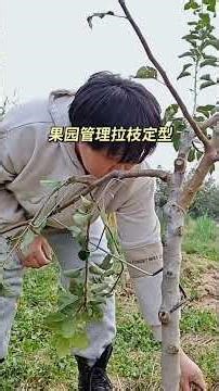 Fruit tree branch shaping machine #fruit tree branch shaping machine #fruittree planting