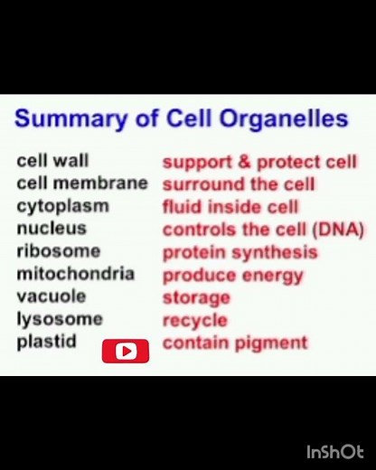 cell organelles and their function