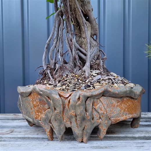 My 'curtain fig' style ficus thonningii in it's new pot! | Adelaide Bonsai Pottery