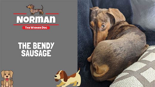62K views · 3.5K reactions | The Bendy Sausage  I respect the ramps... But sleeping like a pretzel is what is most comfortable! 藍 | Norman The Wiener Dog | Facebook