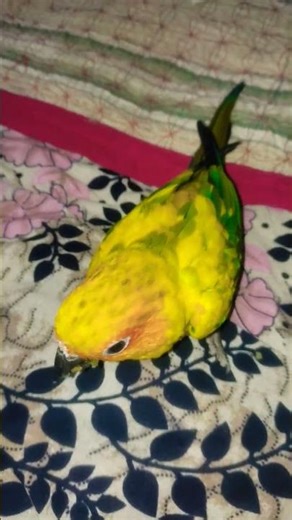 sun conure🦜😍😍