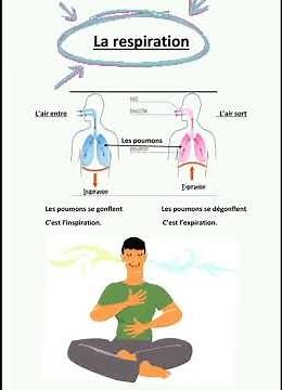 Respiration chez l'Homme : Inspiration /Expiration