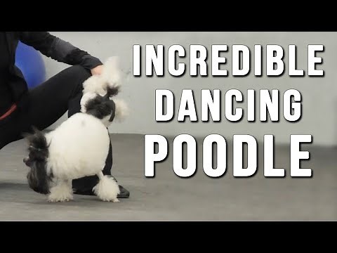 Dancing Poodle Has Incredible Talent