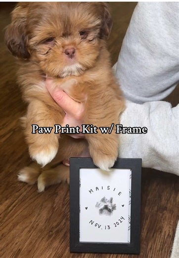 Pet paw print kit — safe, mess free, non toxic & memories for a lifetime ✨🥹🤍🐶🌟🐾 yes please !!! #puppy #pawprint #pawprintkit #baby #infant #memories #frame #babybook #foryou #fyp #shihtzu #viral