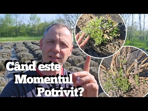 Cum se tunde Lavanda Lemnificata | Revitalizarea plantei!