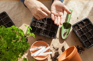 Jardin : 12 astuces pour réussir les semis