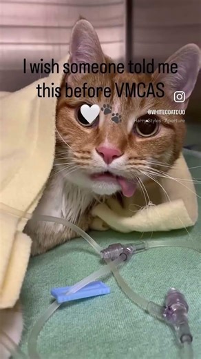 VMCAS was one of the most stressful years of my life.