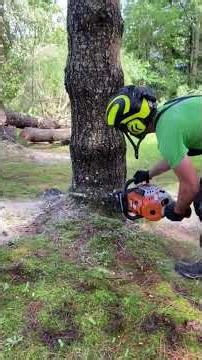 Felling a Big Tree with Stihl Chainsaw 🌲🔥 | Power & Precision