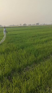 269K views · 10K reactions | BATAIR KA SHIKAR JALL KA SATH HUNTING QUAIL WITH ENGLISH POINTER #batair #quailhunting #quail | Unique hunters | Facebook