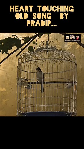 Old Is Gold Superhit Heart Touching Song#PinjareKePanchhiRe #Nagmani #PradeepSongs #OldHindiSongs #EvergreenSongs #GoldenEraMusic #RetroBollywood #BollywoodClassics #VintageBollywood #OldIsGold #EvergreenHits #HindiFilmSongs #RetroVibes #ClassicMelodies #BollywoodNostalgia .. | Songs with Soul