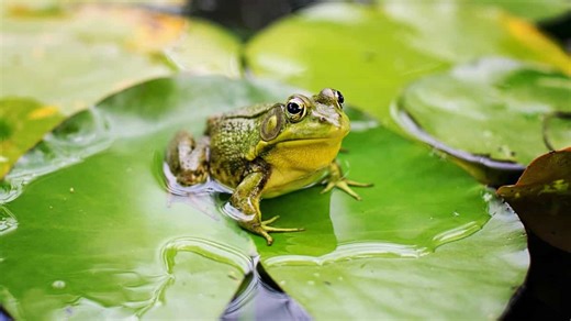 Faking death? Female frogs have unique sex strategy, they also avoid persistent males