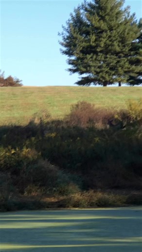 Jett and I had the privilege of tracking a buck today for a first time youth hunter. And it was a wild ending to say the least. This was our first track of the year and was looking to knock off the rust and Jett was loving every minute of this track. The deer was shot with a 350 legend, no idea of where impact was, only tiny amounts of blood to reassure our track. We ended up tracking 0.7 of a mile, from overgrown pasture to timber and then back to overgrown pasture. Jett tracked it to a pond an