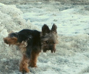 How Often Does A Yorkie Need To Pee? - Our Yorkie