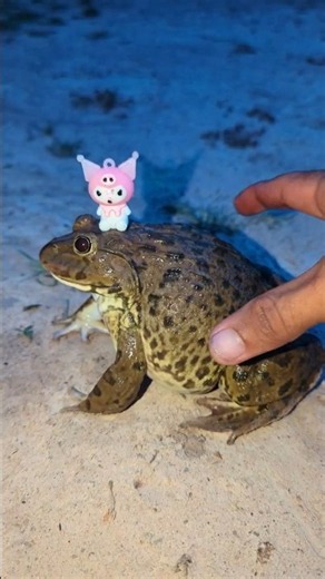 Funny froggy egg Boing Boing | Catch Prank funny frog | Wep wep funny frogs