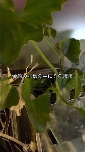 水耕栽培のフィロデンドロン#観葉植物 #水槽部屋 #熱帯植物 #plants