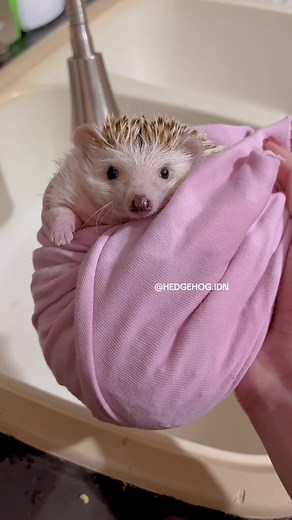 Baby Hedgehog's First Bath After Surgery | Heartwarming Moments