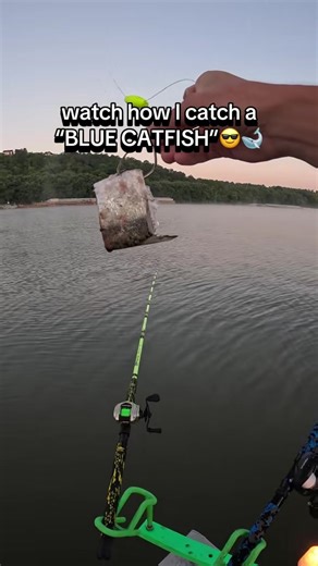 How to Hook Gizzard Shad for Fishing