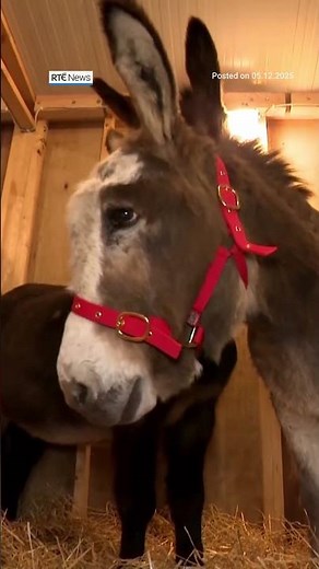 Live animal crib opens at Dublin’s Mansion House