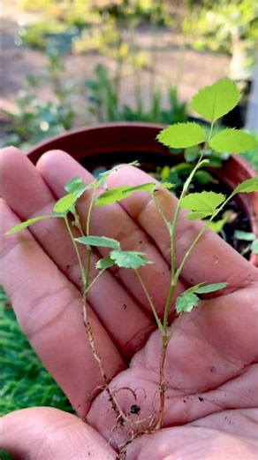 Better way to grow Climbing rose 🌹#gardening #gardeningtips #ytshorts