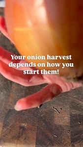Are you growing onions this year? 👇 Here’s how I set mine up for success from the very start: 🧅 Seeds Starting from seed produces stronger, longer-storing onions than sets. 🧅 Containers Onions have a long indoor growing period and develop deep roots early. Taller seed-starting cells give roots the space they need to grow strong. 🧅 Soil Onion roots do not tolerate compact or waterlogged soil. I amend my seed-starting mix with: • Vermiculite to maintain even moisture and improve drainage • Wor