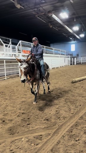 Woodrow Chugging along! #appaloosa #mules #cowboys #fyp #horsemanship