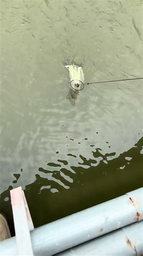 Let's see if the effect works by casting a net to prove the one shot technique #CastingNet