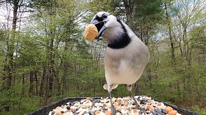 41K views · 1.3K reactions | Red-bellied Woodpecker, Common Grackle, Blue Jays | Critter Cam | Facebook