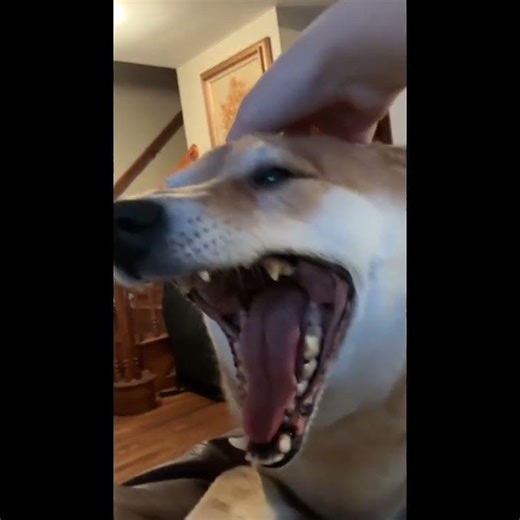 Yuki Core 🤣 ( yes my dogs name is Yuki ) #dogs #funny #edit #madebyme