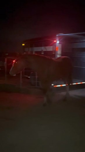 23K views · 662 reactions | The first of the 7 Auction Horses we...